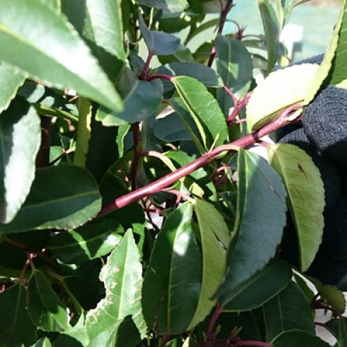 Portuguese Laurel 90/120cm Root Ball (Prunus lusitanica) | ScotPlants Direct